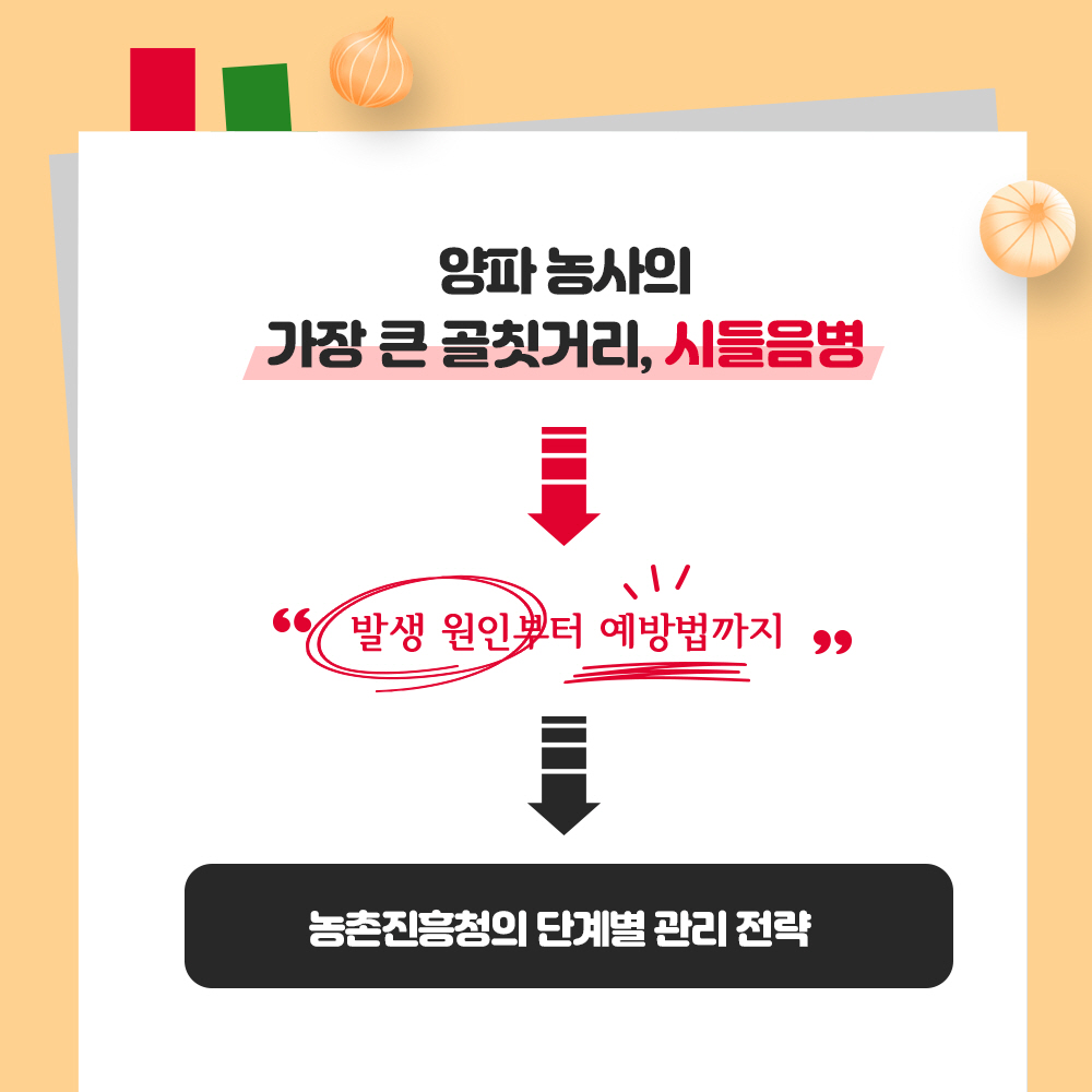 양파 농사의 가장 큰 골칫거리, 시들음병 발생 원인부터 예방법까지 농촌진흥청의 단계별 관리 전략