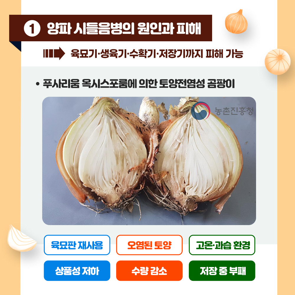 1. 양파시들음병의 원인과 피해 =>육묘기. 생육기. 수확기. 저장기까지 피해 가능 *푸사리움 옥시스포룸에 의한 토양전염성 곰팡이 <육모판 재사용 : 상품성 저하, 오염된 토양 : 수량감소, 고온과습환경 : 저장중 부패>
