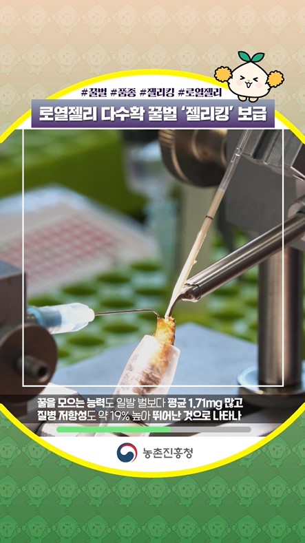 로열젤리 다수확 꿀벌 품종 '젤리킹' 보급, 기대됩니다~