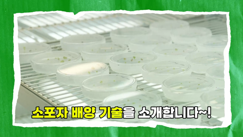 기능성 쌈배추 안정 생산을 위한 육종 기술