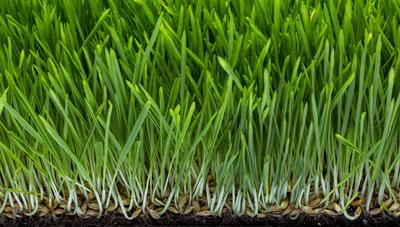새싹 수량 많고 몸에 좋은 겉보리 싹이랑 소개