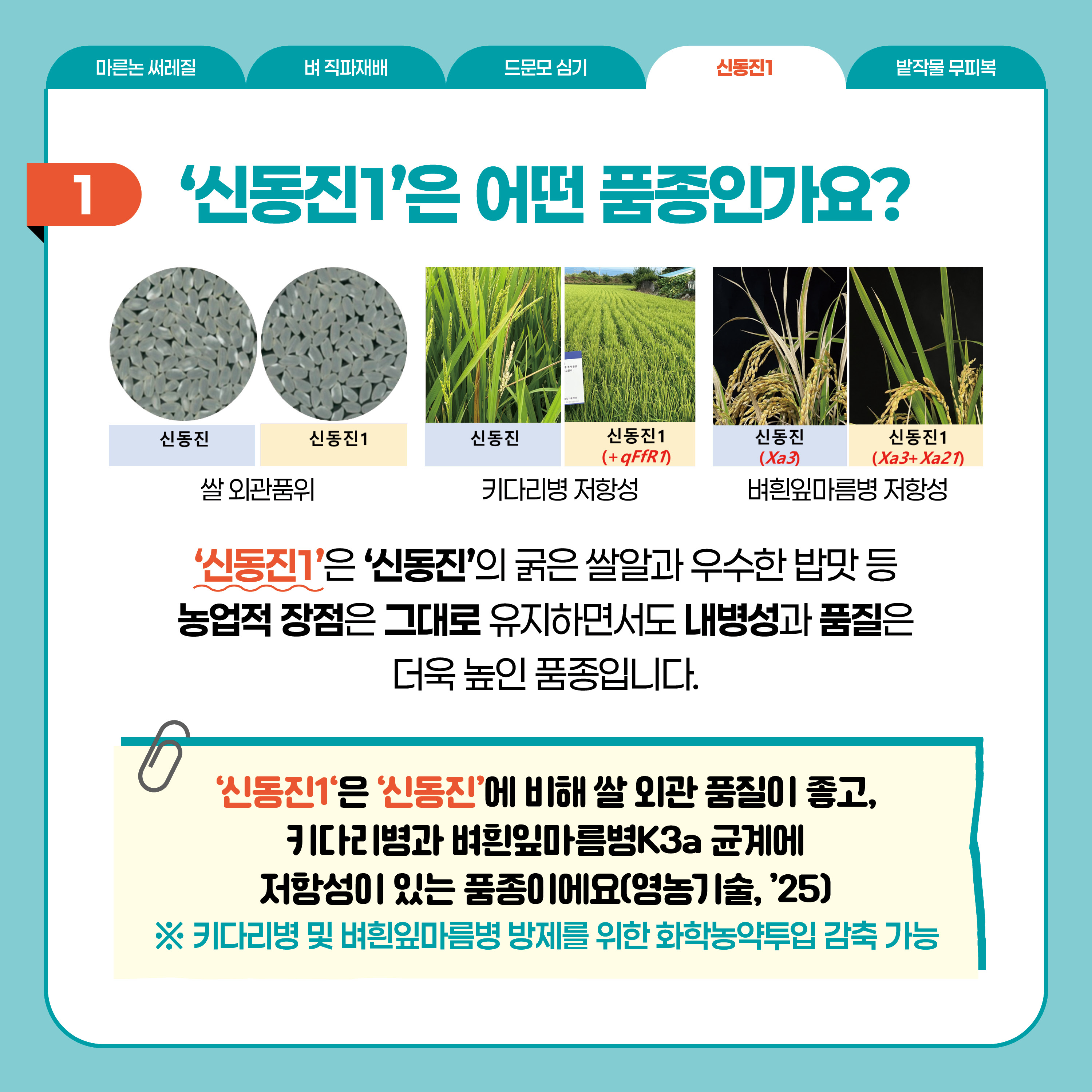 신동진1  1 '신동진1'은 어떤 품종인가요?  쌀 외관 품위  키다리병 저항성  벼흰잎마름병 저항성  '신동진1'은 '신동진'의 굵은 쌀알과 우수한 밥맛 등 농업적 장점을 그대로 유지하면서도 내병성과 품질은 더욱 높인 품종입니다.  '신동진1'은 '신동진'에 비해 쌀 외관 품질이 좋고, 키다리병과 벼흰잎마름병K3a 균계에 저항성이 있는 품종이에요(영농기술, '25)  ※ 키다리병 및 벼흰잎마름병 방제를 위한 화학농약투입 감축 가능