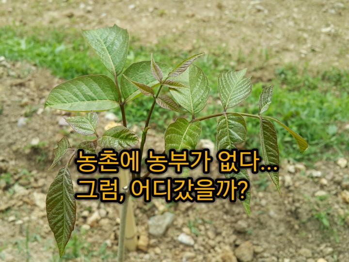 장에 최고의 소거름 효능과 효소 절임, 국내산 가격과 부작용을 자연스럽게 받아들이는 농장 7