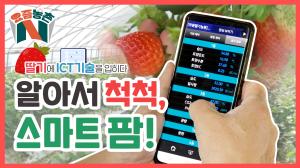딸기재배, 이제는 인공지능으로 관리한다?! 명품딸기 노하우!! 드루와~