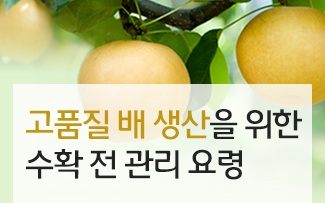고품질 배 생산을 위한 수확 전 관리 요령