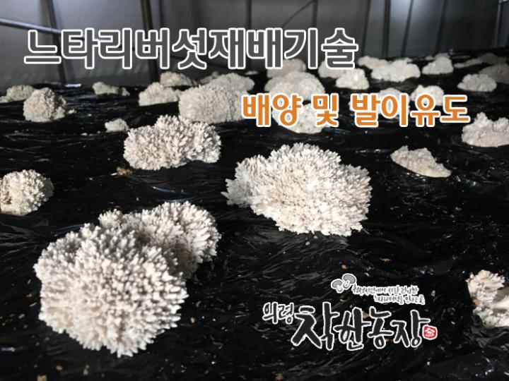 느타리버섯 재배방법 5탄 배양및 발이유도
