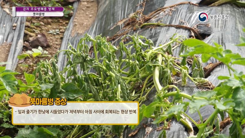 4. 풋마름병