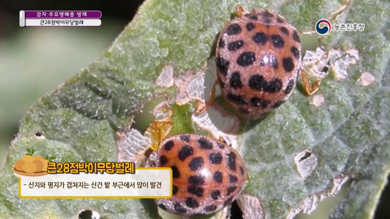 5. 큰28점박이무당벌레