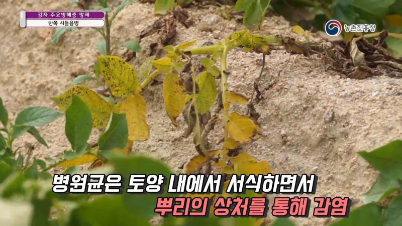 3. 반쪽 시들음병
