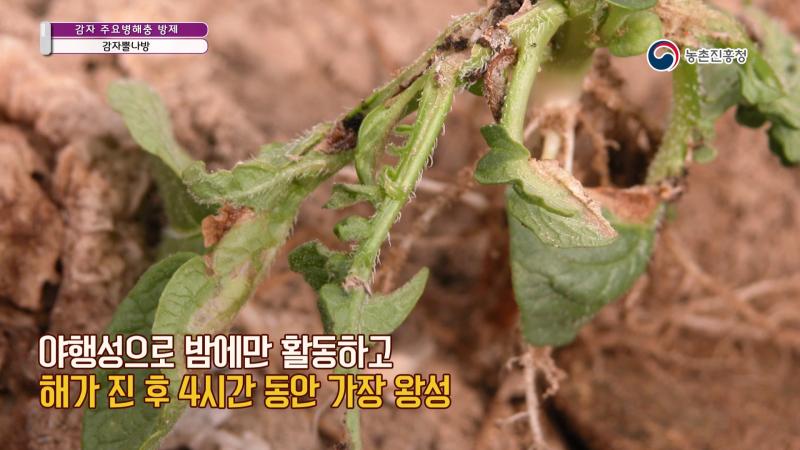 7. 감자뿔나방