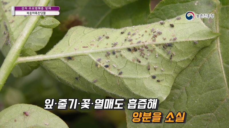 6. 복숭아혹진딧물