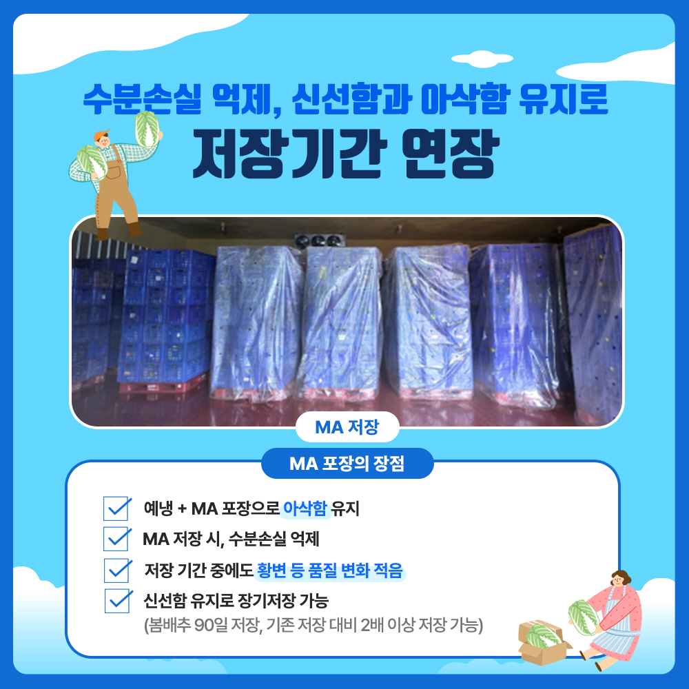 수분손실 억제, 신선함과 아삭함 유지로 저장기간 저장 - MA 포장의 장점 : 예냉+MA 포장으로 아삭함 유지, Ma 저장시 수분손실 억제, 저장 기간중에도 황변 등 품질 변화 적음, 신선함 유지로 장기저장 가능(봄배추 90일 저장, 기존 저장 대비 2배 이상 저장 가능)