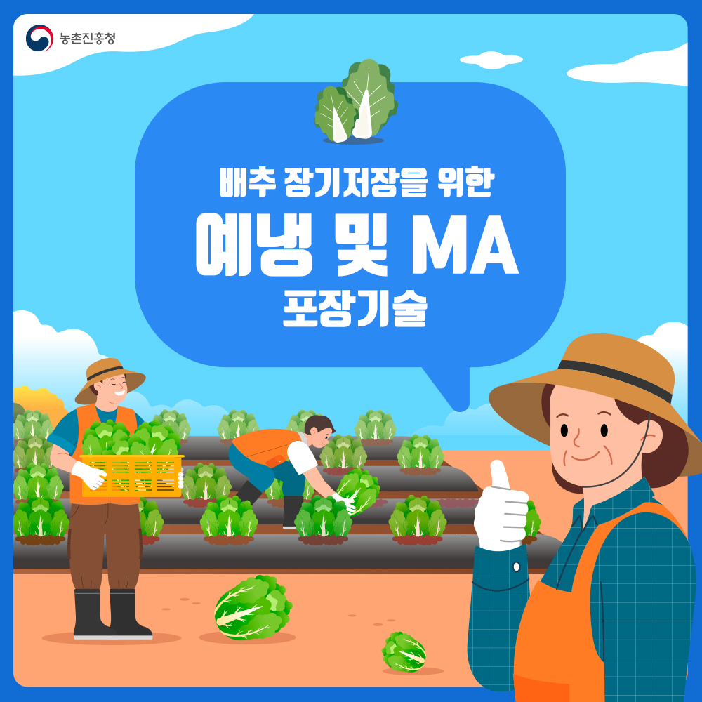 배추 장기저장을 위한 예냉 및 MA 포장기술