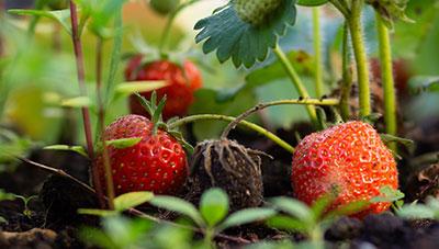 딸기 작은뿌리파리 정밀 예찰 제때 방제로 피해 예방