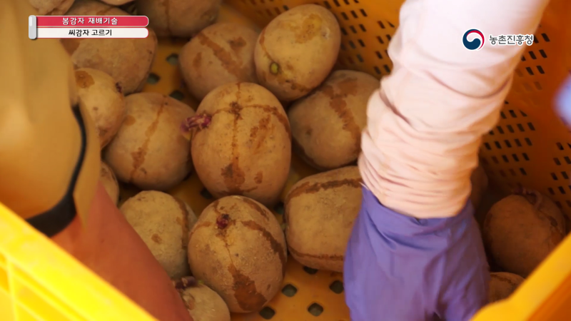 1. 씨감자 준비