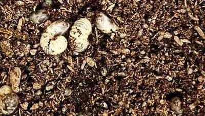 버려지는 농식품부산물 식용곤충의 고단백사료로 재 탄생