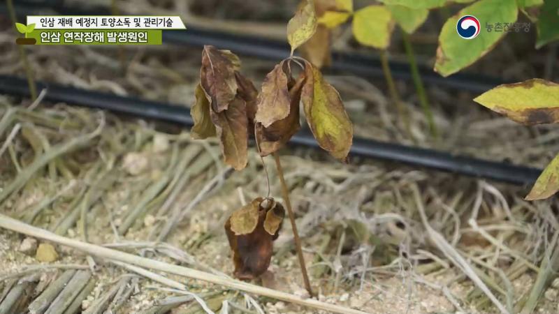 1. 인삼 연작장해 발생원인? 썸네일 이미지
