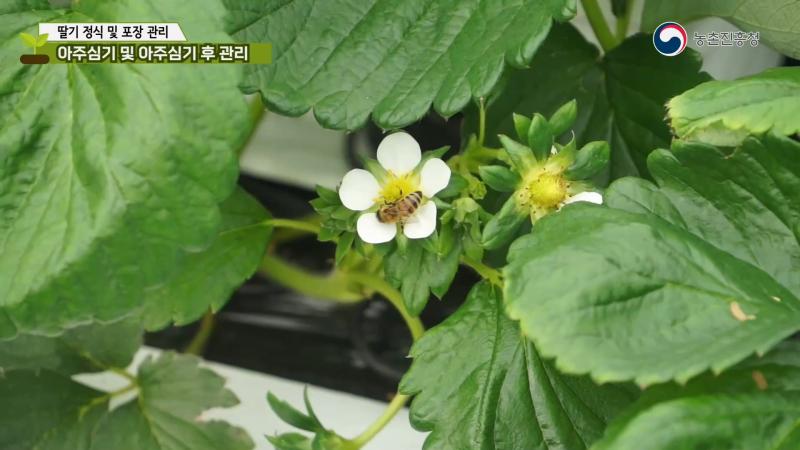 아주심기 및 아주심기 후 관리