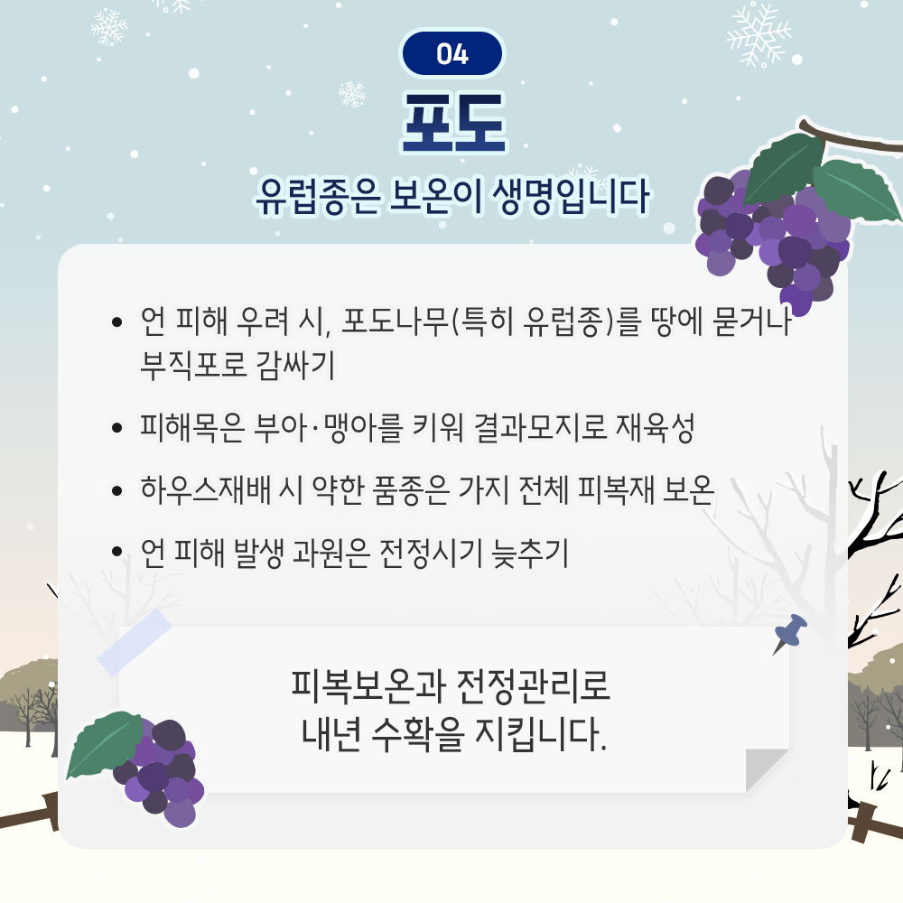 포도 : 유럽종은 보온이 생명입니다. - 언 피해 우려 시, 포도나무(특히 유럽종)를 땅에 묻거나 부직포로 감사기 - 피해목은 부아.맹아를 키워 결과모지로 재육성 - 하우스재배 시 약한 품종은 가지 전체 피복제 보온 - 언 피해 발생 과원은 전정시기 늦추기 * 피복보온과 전정관리로 내년 수확을 지킵니다.