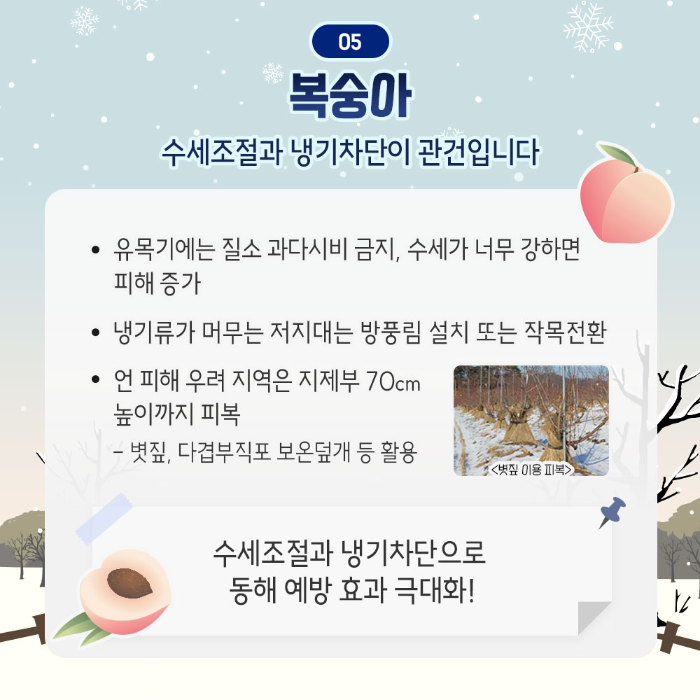 복숭아 : 수세조절과 냉기차단이 관건입니다. - 유목기에는 질소 과다시비 금지, 수세가 너무 강하면 피해 증가 - 냉기류가 머무는 저지대는 방풍림 설치 도는 작목전환 - 언 피해 우려 지역은 지제부 70cm 높이까지 피복 : 볏짚, 다겹부직포 보온덮개 등 활요 * 수세조절과 냉기 차단으로 동해 예방 효과 극대화!