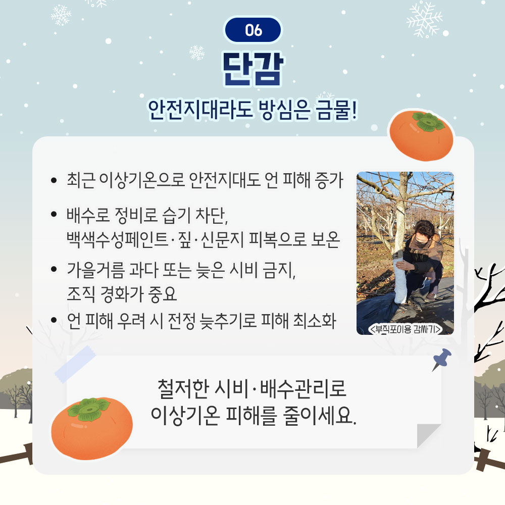 단감 : 안전지대라도 방심은 금물! - 최근 이상기온으로 안전지대도 언 피해 증가 - 배수로 정비로 습기 차단, 백색수성페인트.짚.신문지 피복으로 보온 - 가을거름 과다 또는 늦은 시비 금지, 조직 경화가 중요 - 언 피해 우려 시 전정 늦추기로 피해 최소화 * 철저한 시비.배수관리로 이상기온 피해를 줄이세요.