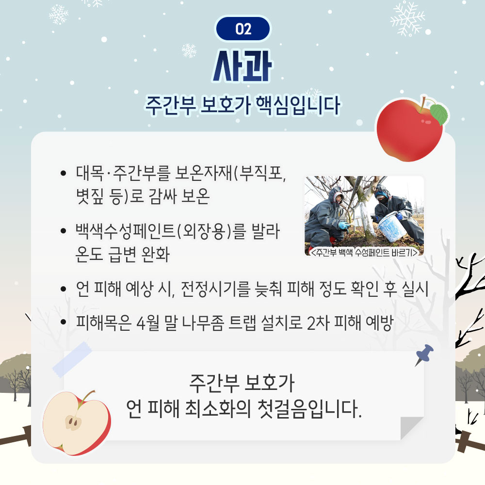 사과 : 주간부 보호가 핵심입니다. - 대목.주간부를 보온자재(부직포, 볏짚 등)로 감싸 보온 - 백색수성페인트(외장용)를 발라 온도 급변 완화 - 언 피해 예상 시, 전정시기를 늦춰 피해 정도 확인 후 실시 - 피해목은 4월 말 나무좀 트랩 설치로 2차 피해 예방 * 주간부 보호가 언 피해 최소화의 첫걸음입니다.