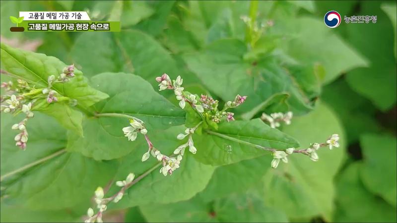고품질 메밀가공 현장속으로