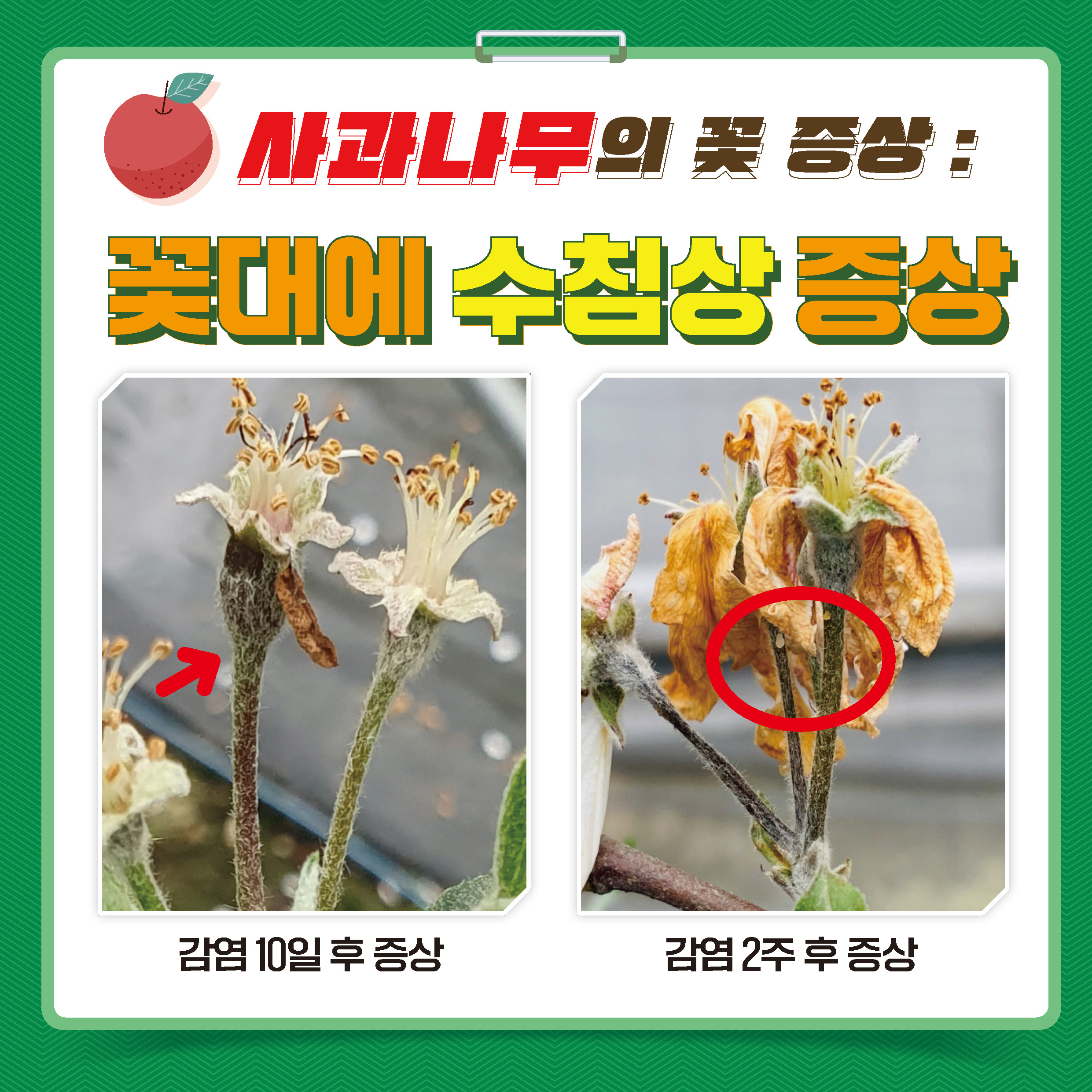 사과나무의 꽃 증상: 꽃대에 수침상 증상  감염10일 후 증상  감염 2주 후 증상