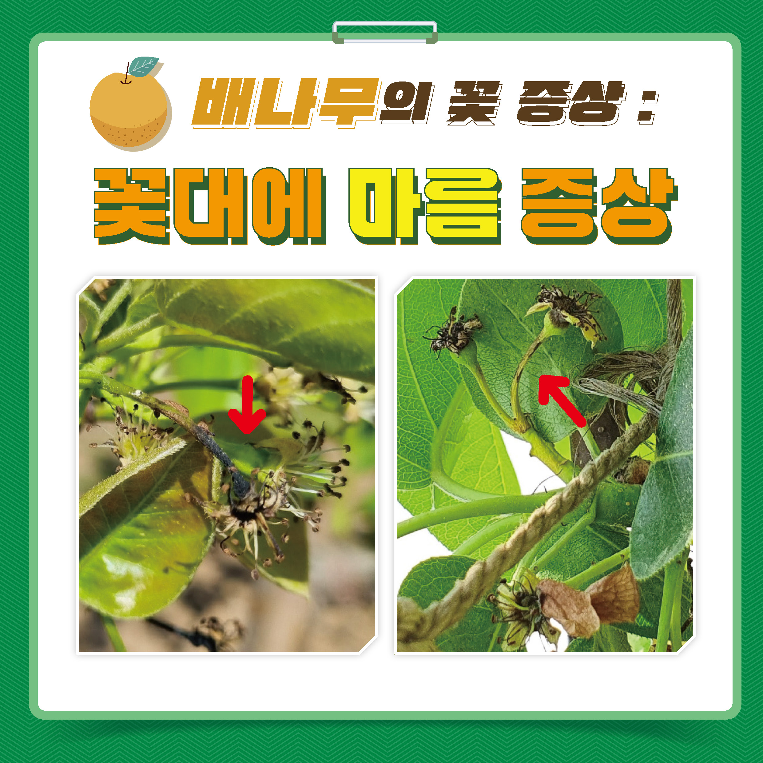 배나무의 꽃 증상: 꽃대에 마름 증상