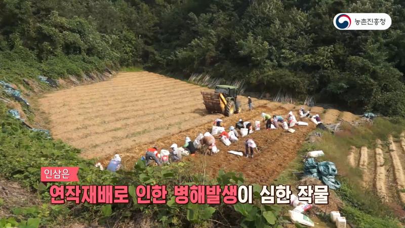 1_인삼 예정지 조건 썸네일 이미지
