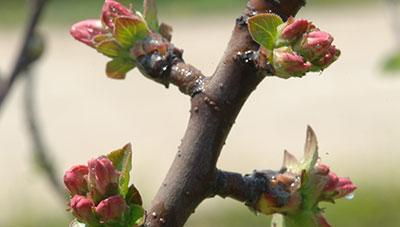 사과 겨울 가지치기 전, 꽃눈분화율 확인 하세요