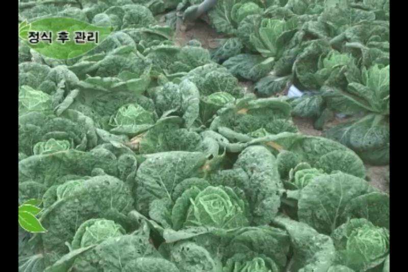 정식 후 관리_웃거름_물주기_차광