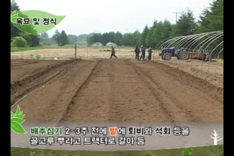 재배기술_육묘 및 정식_배추정식준비_배추파종 및 육묘_배추 정식