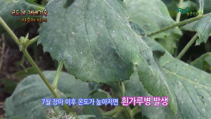 곤드레 병충해 방제