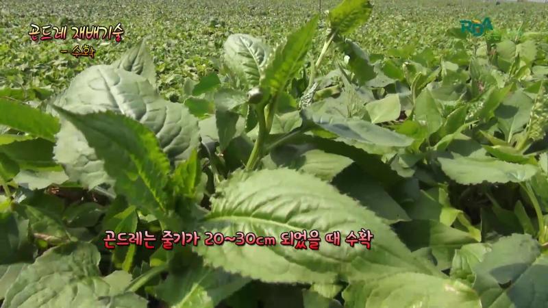 곤드레 수확 및 가공