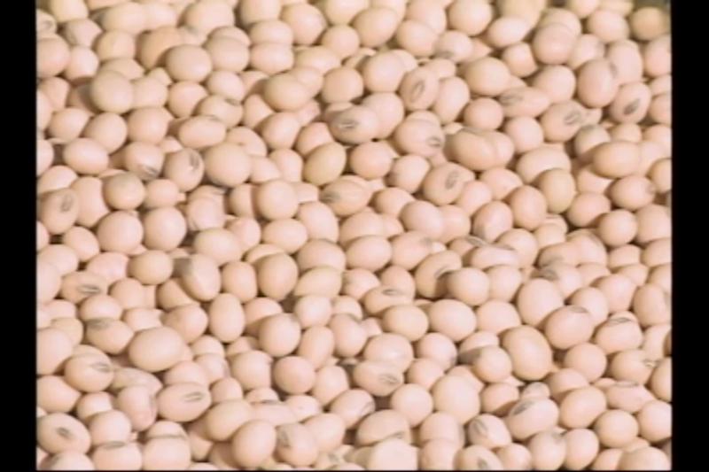 수입의존도가 높은 콩