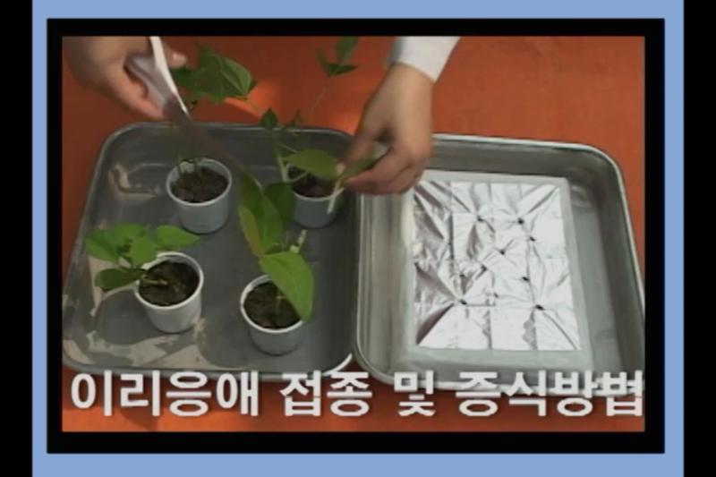 이리응애 접종 및 증식방법