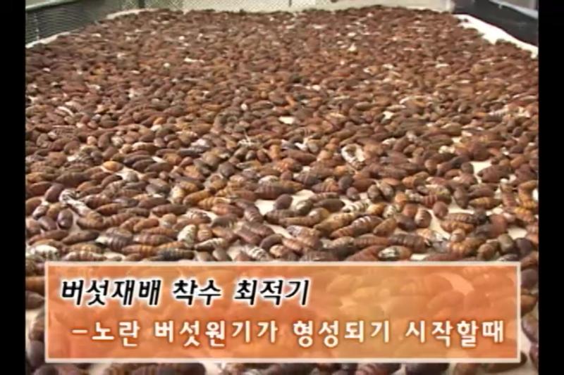 버섯의 재배착수 최적기_수확 적기