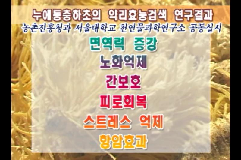 동충하초의 효과
