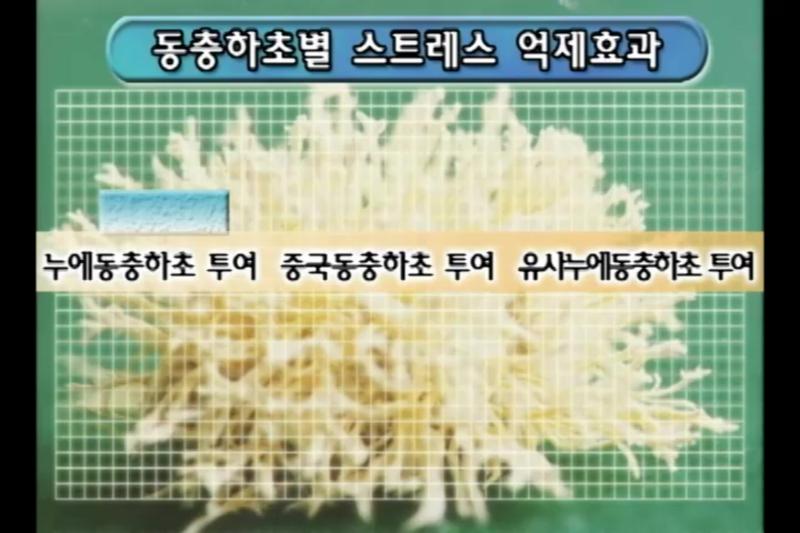 스트레스 억제효과_유사누에동충하초와 누에동충하초