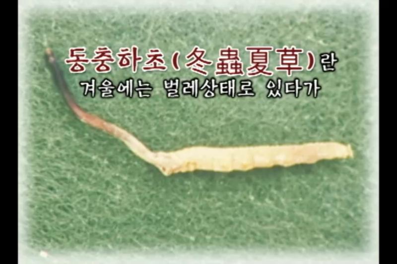 동충 하초란_동충하초 생산 신기술