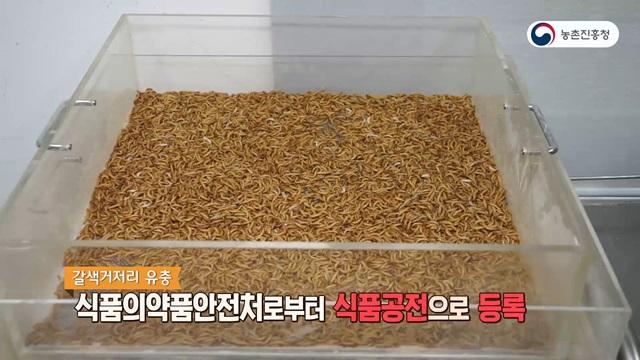 쑥쑥~ 갈색거저리(고소애) 키우기!