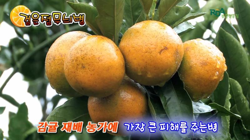 검은점무늬병