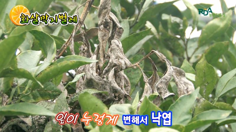 화살깍지벌레