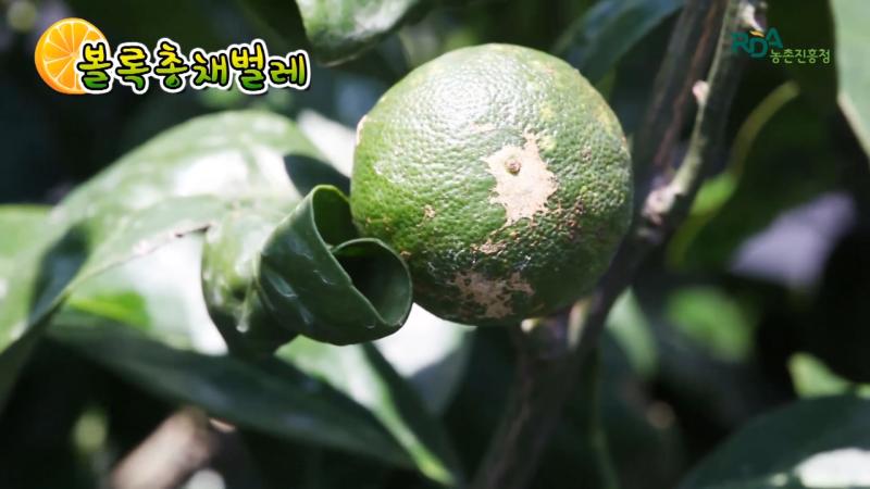 볼록총채벌레