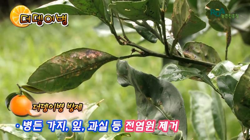 더뎅이병