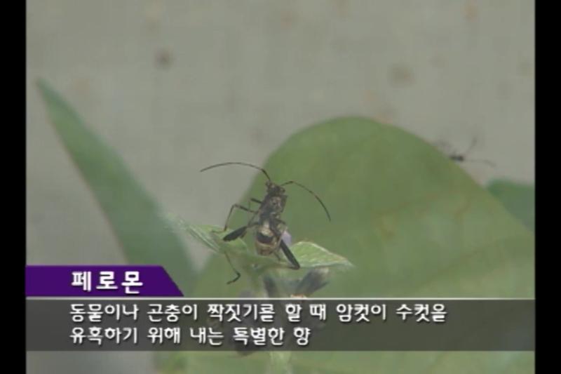 페로몬 이용 썸네일 이미지