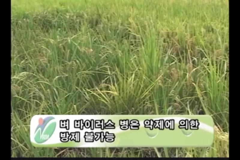 검은줄 오갈병 