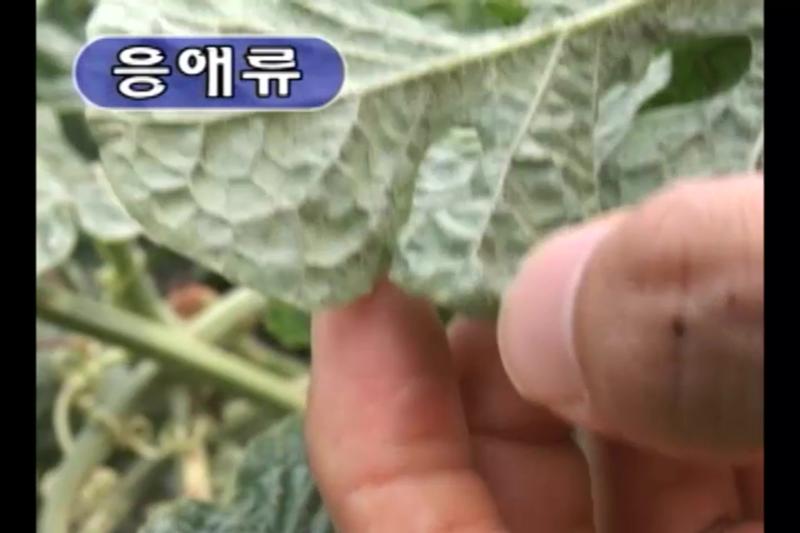 응애류 썸네일 이미지