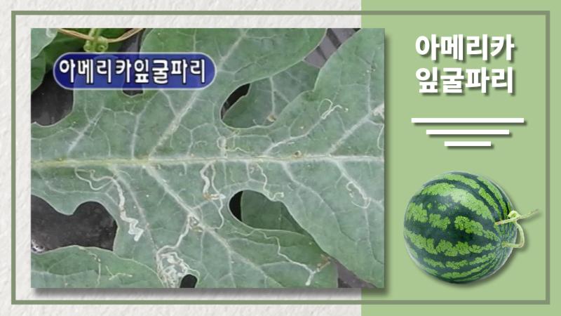 아메리카잎굴파리 썸네일 이미지